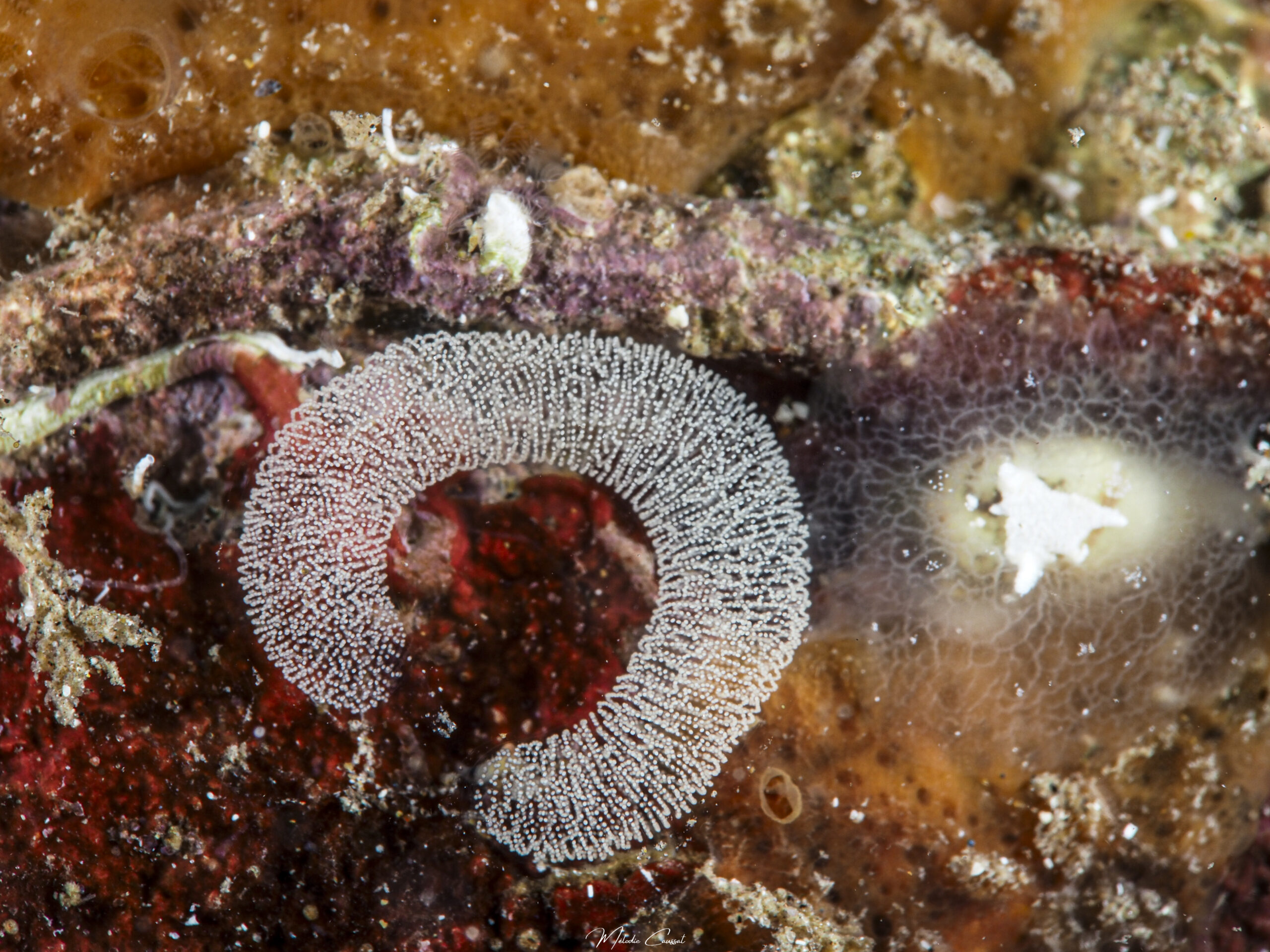 La ponte caractéristique de Pleurehdera stellata