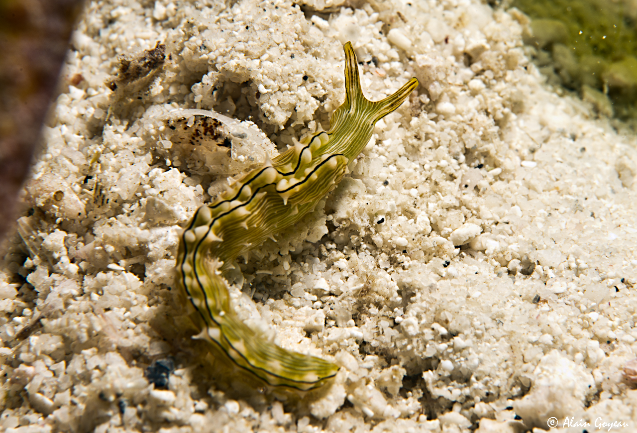Elysia pratensis