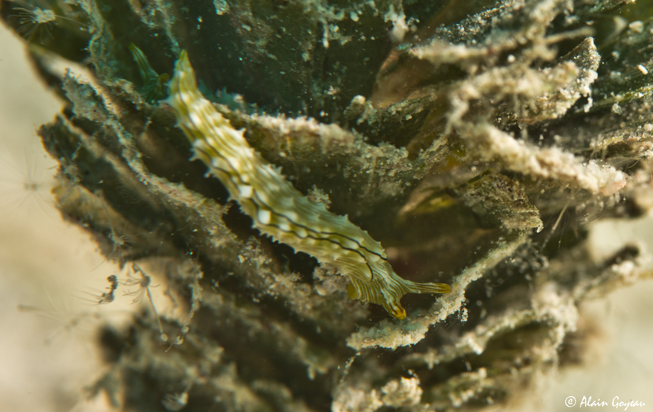 Elysia pratensis