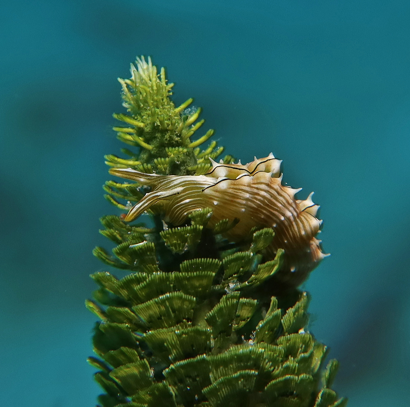 Elysia pratensis 