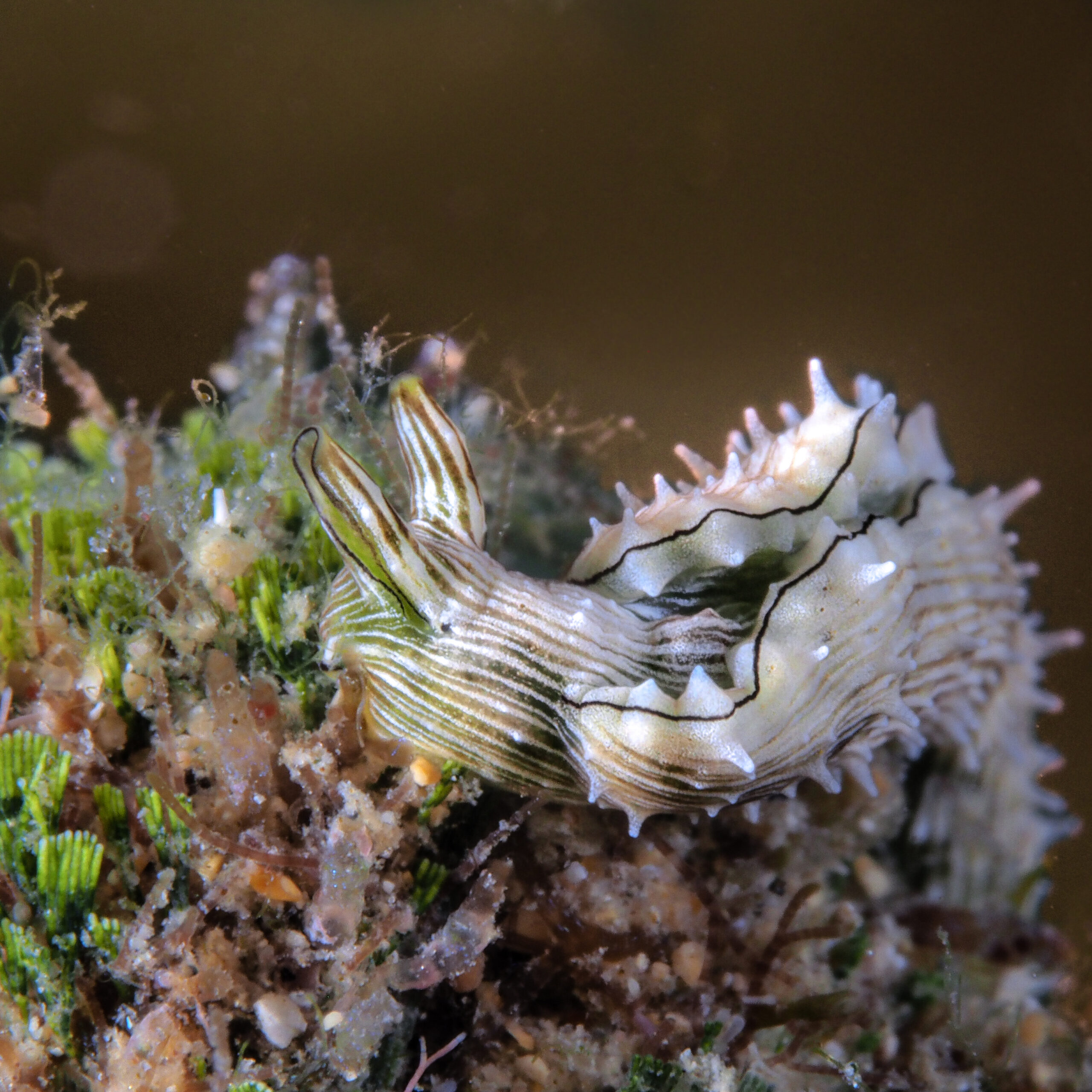 Elysia pratensis en alimentation
