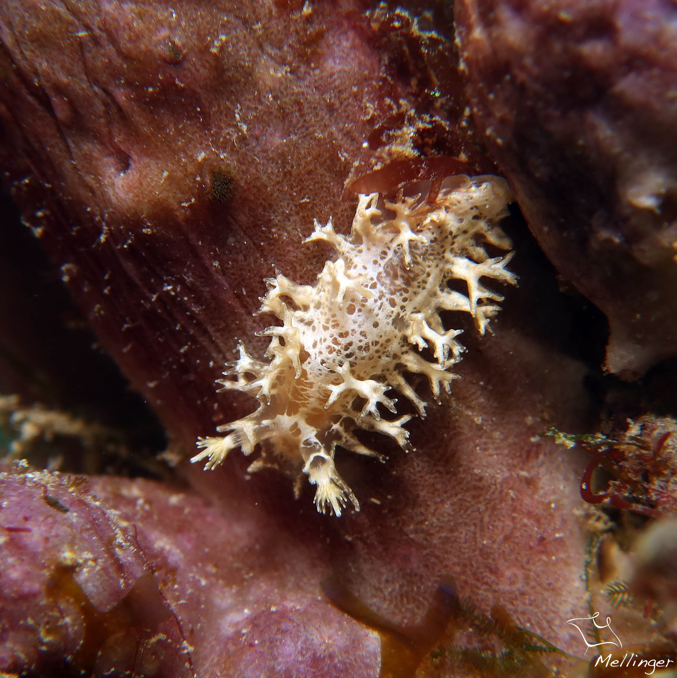 Tritonicula bayeri