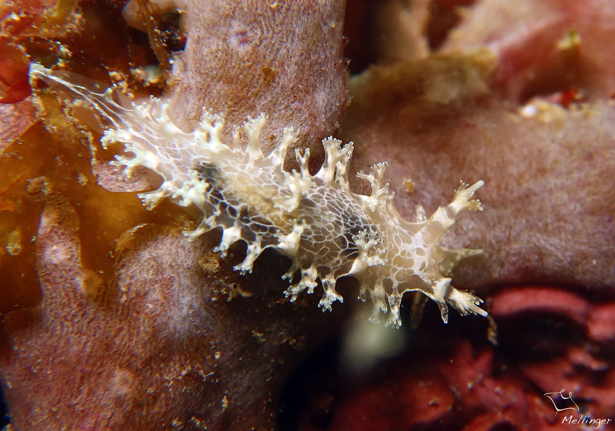 Tritonicula bayeri