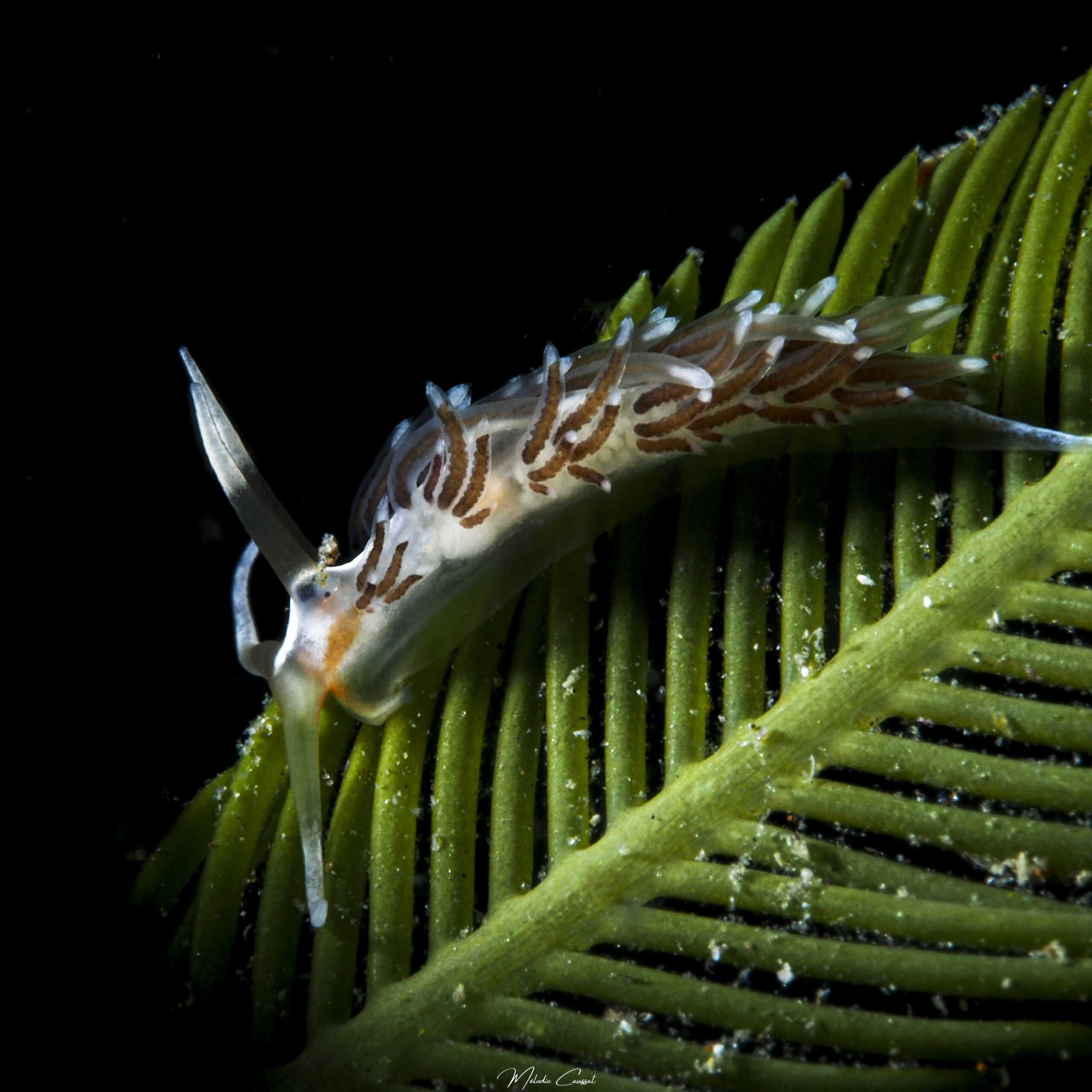 Learchis evelinae