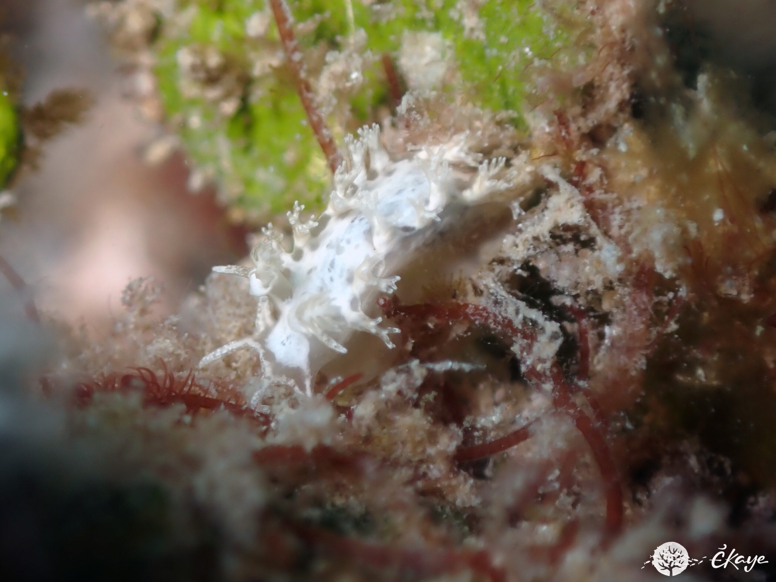 Tritonicula bayeri