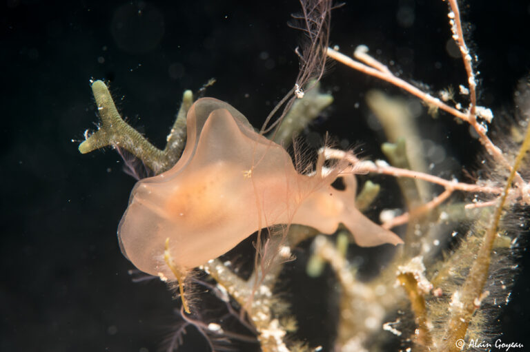 Aplysia sp.