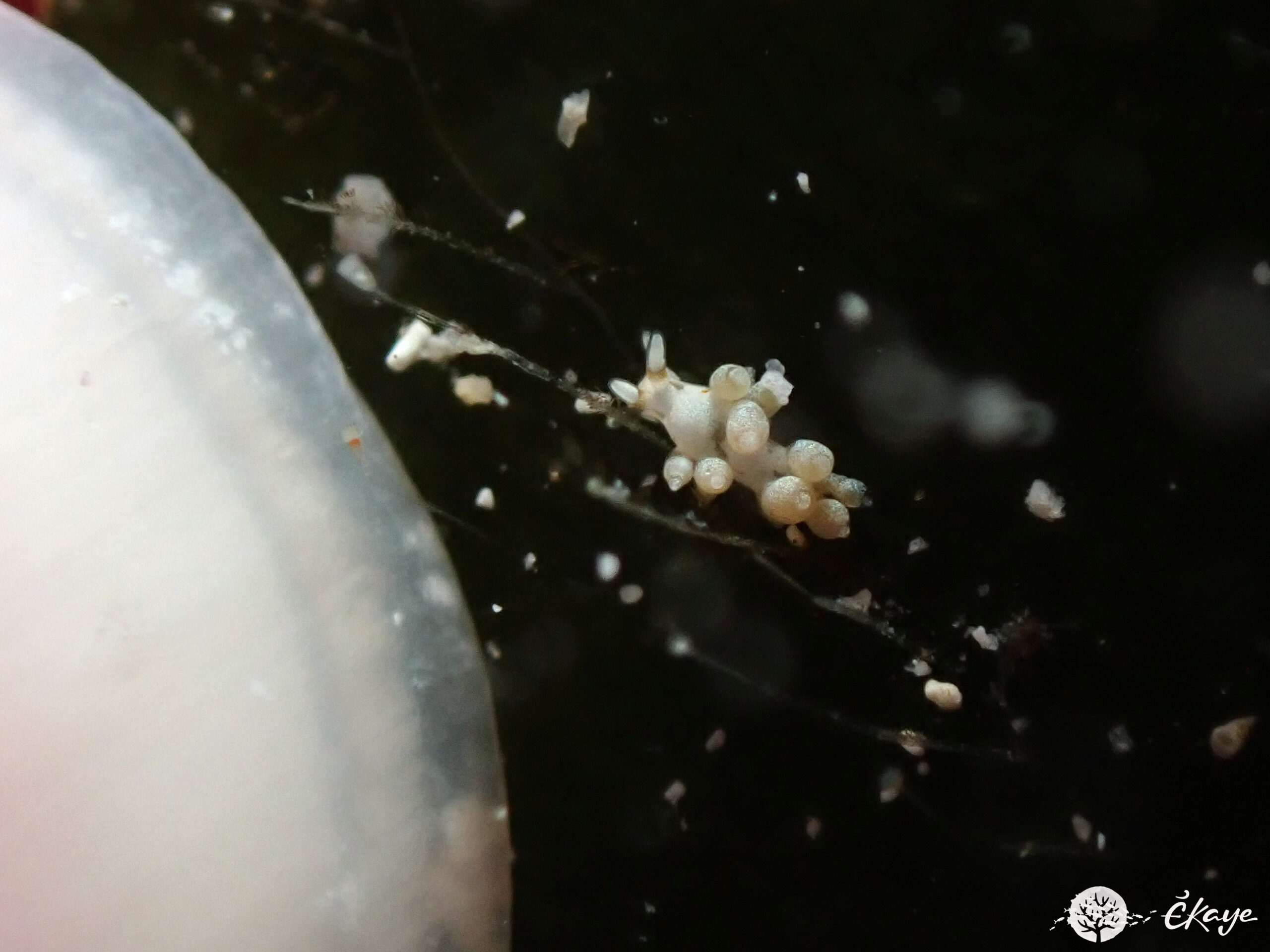 Cuthona tina