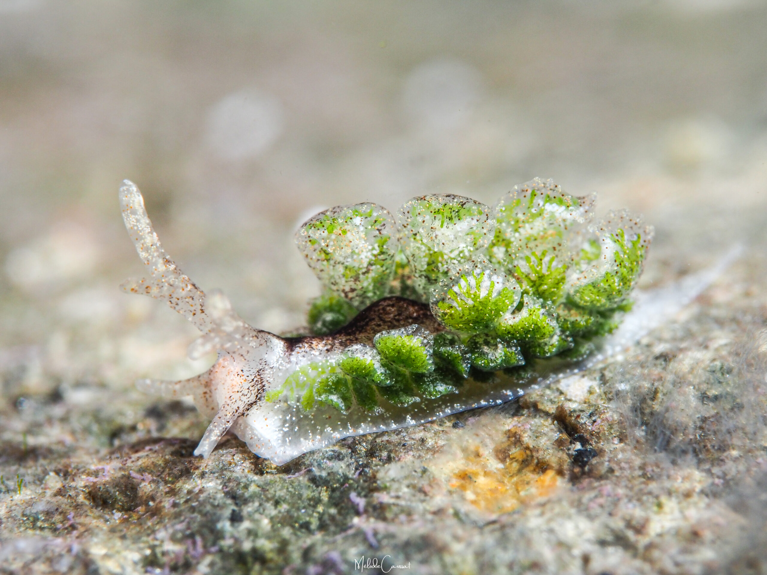 Mourgona sp.3