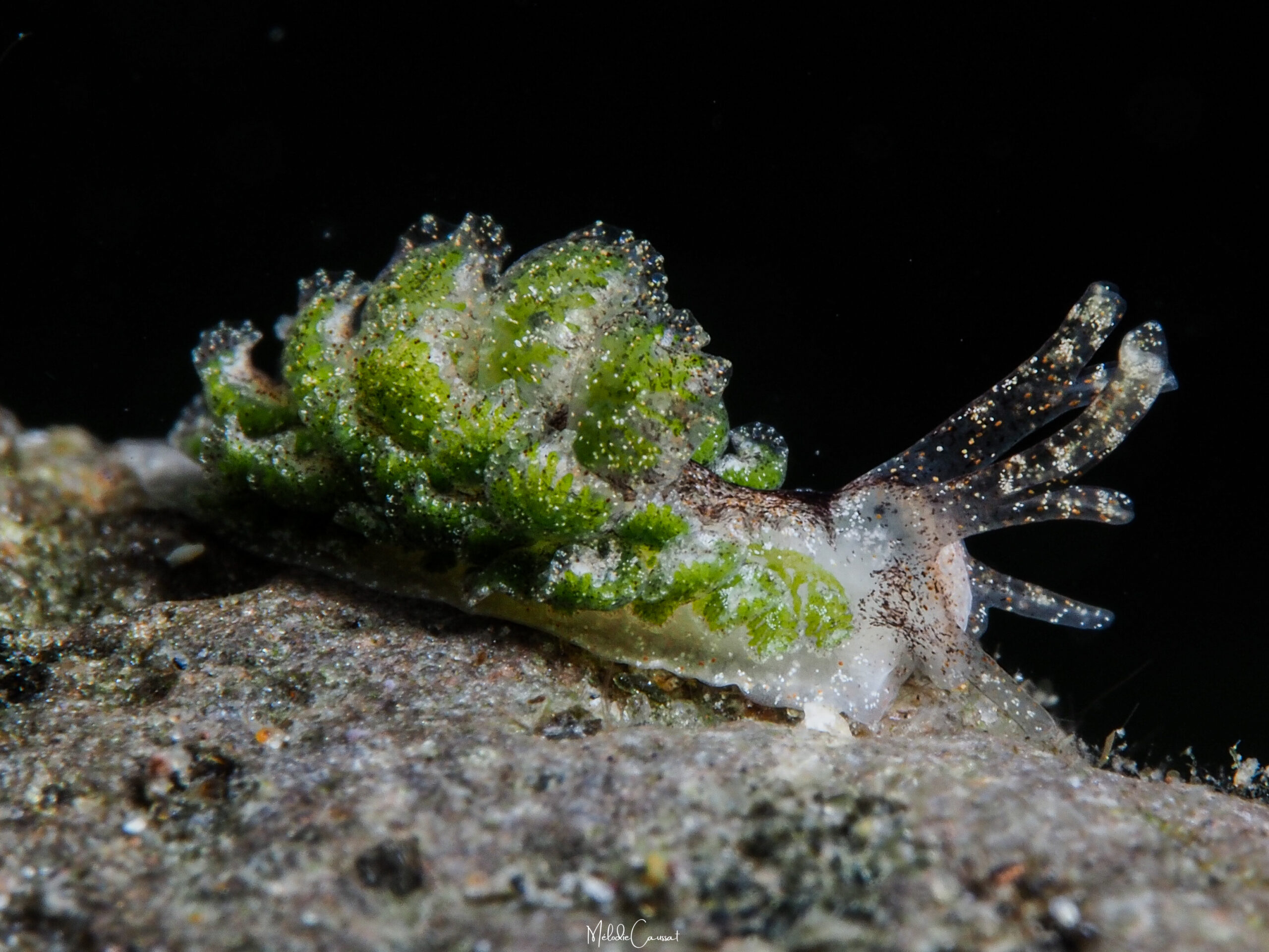 Mourgona sp.3