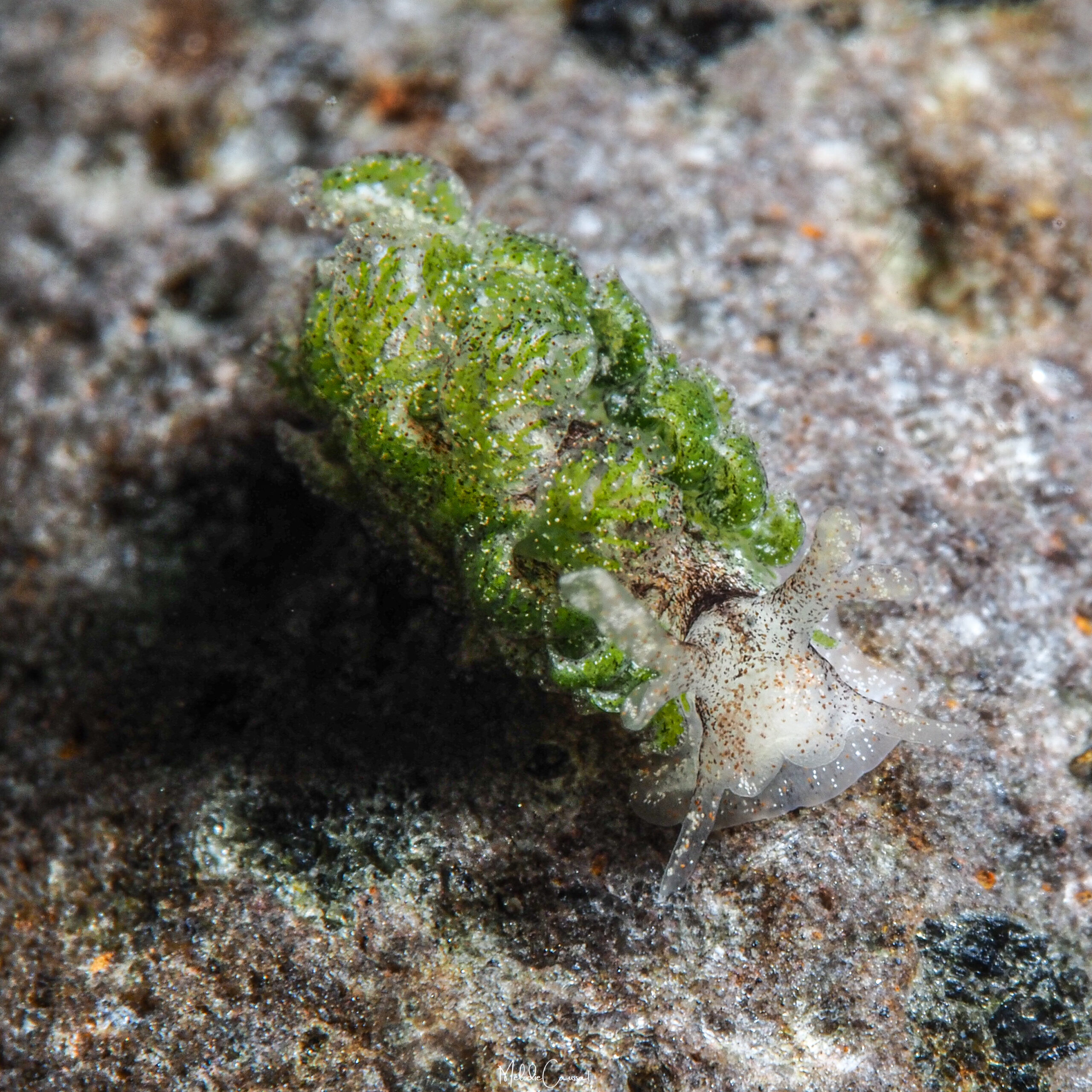 Mourgona sp.3