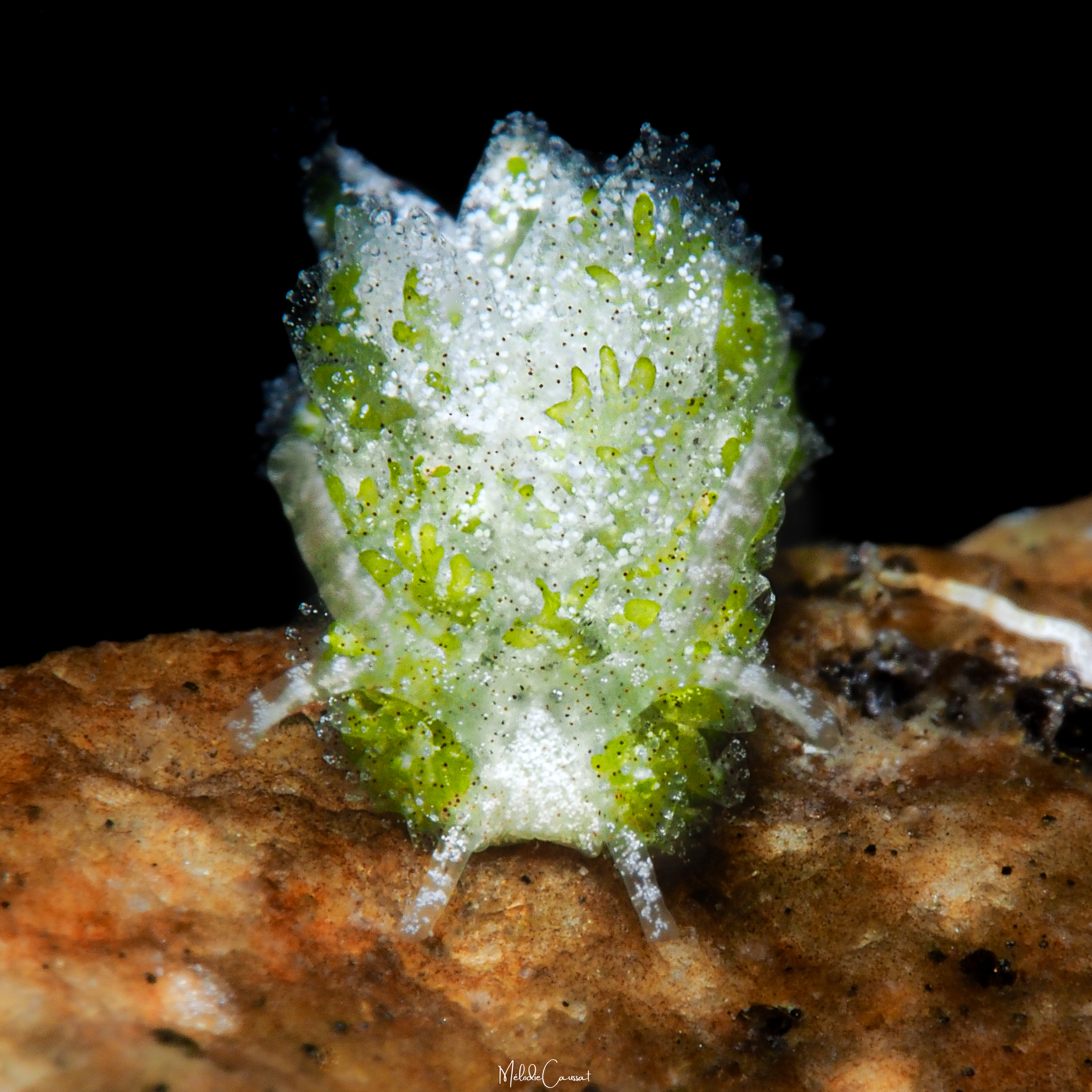 Mourgona sp.2