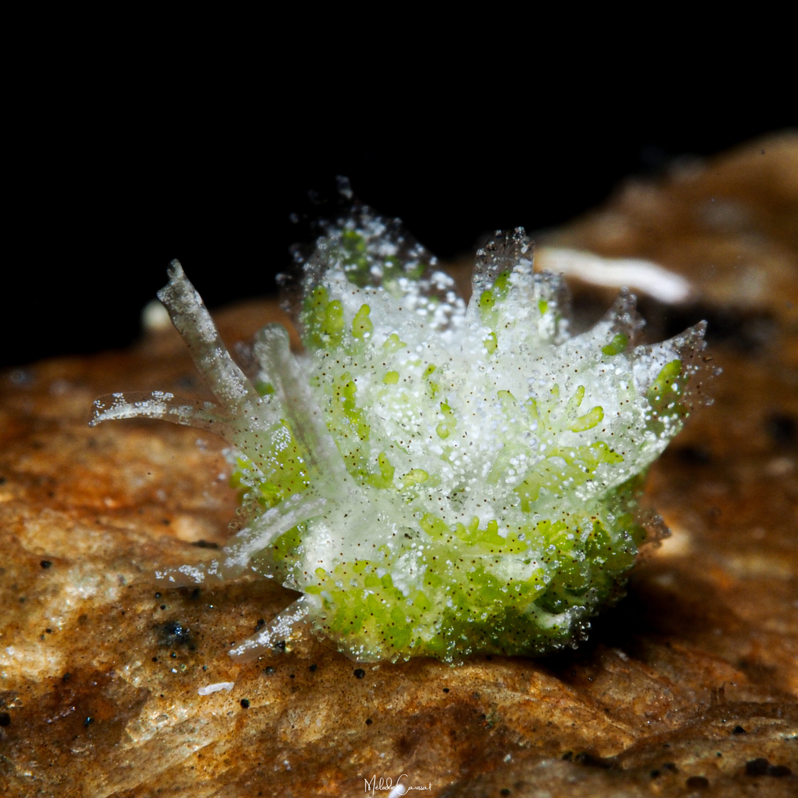 Mourgona sp. 