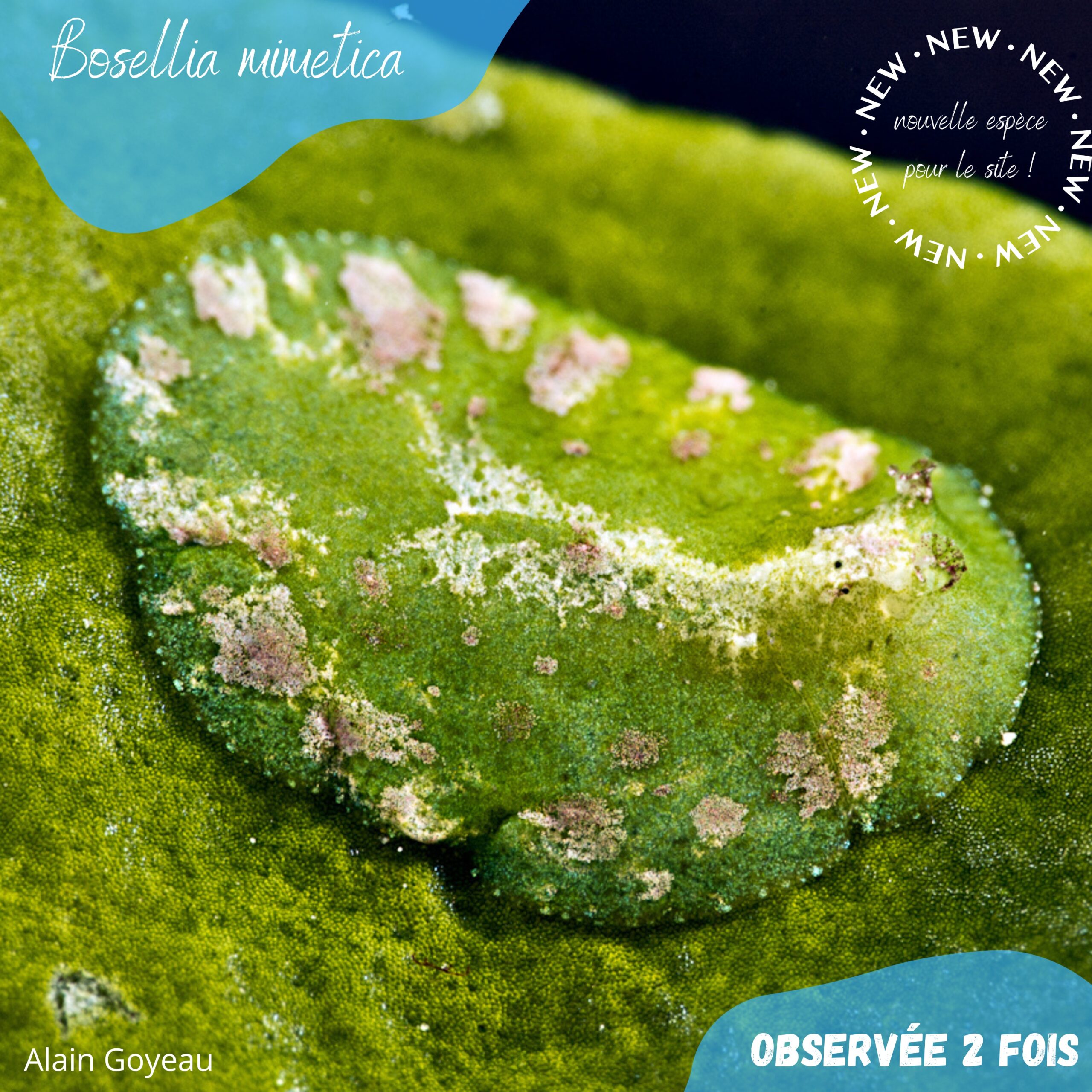 Bosellia mimetica 