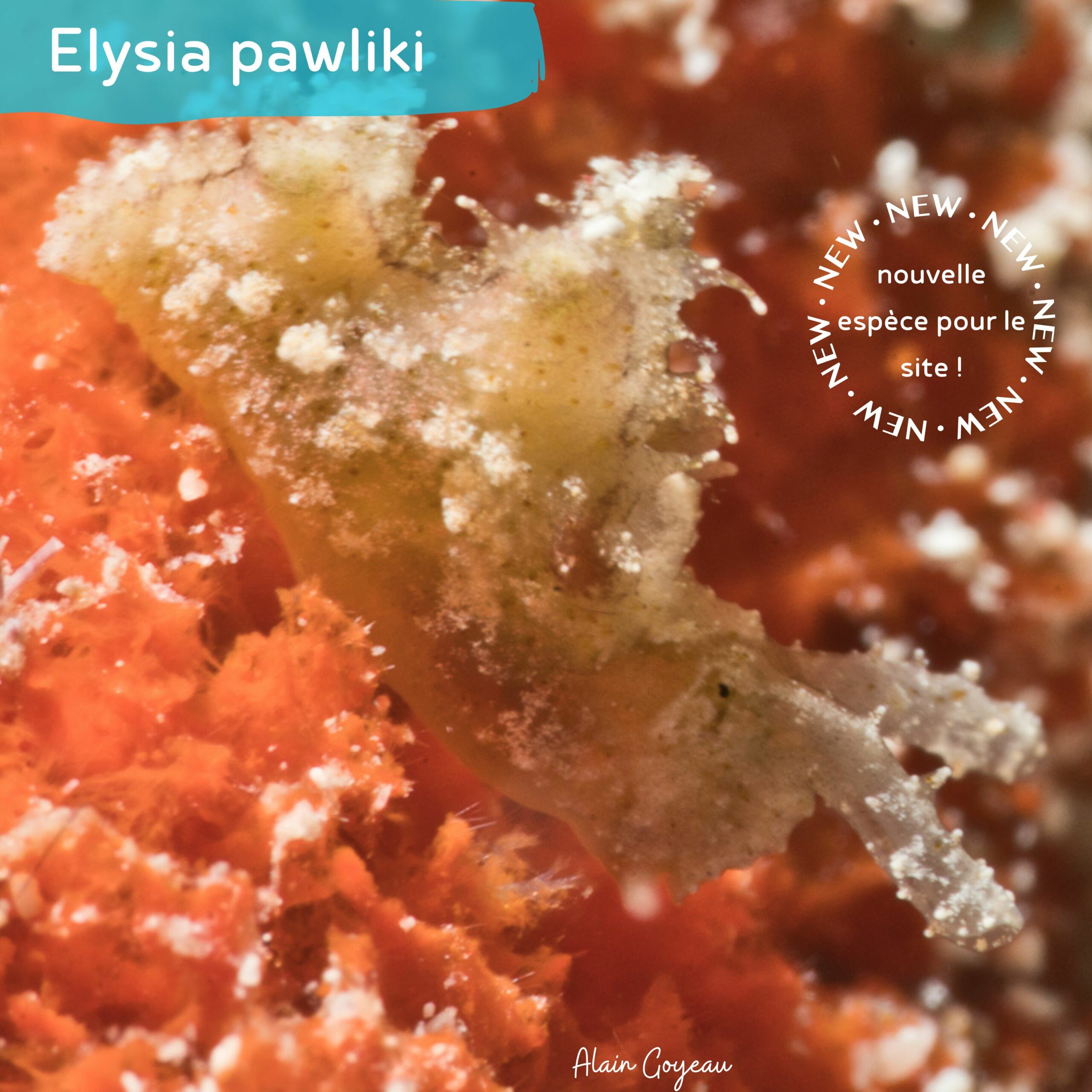 Elysia pawliki