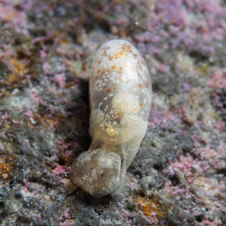Atys caribaeus