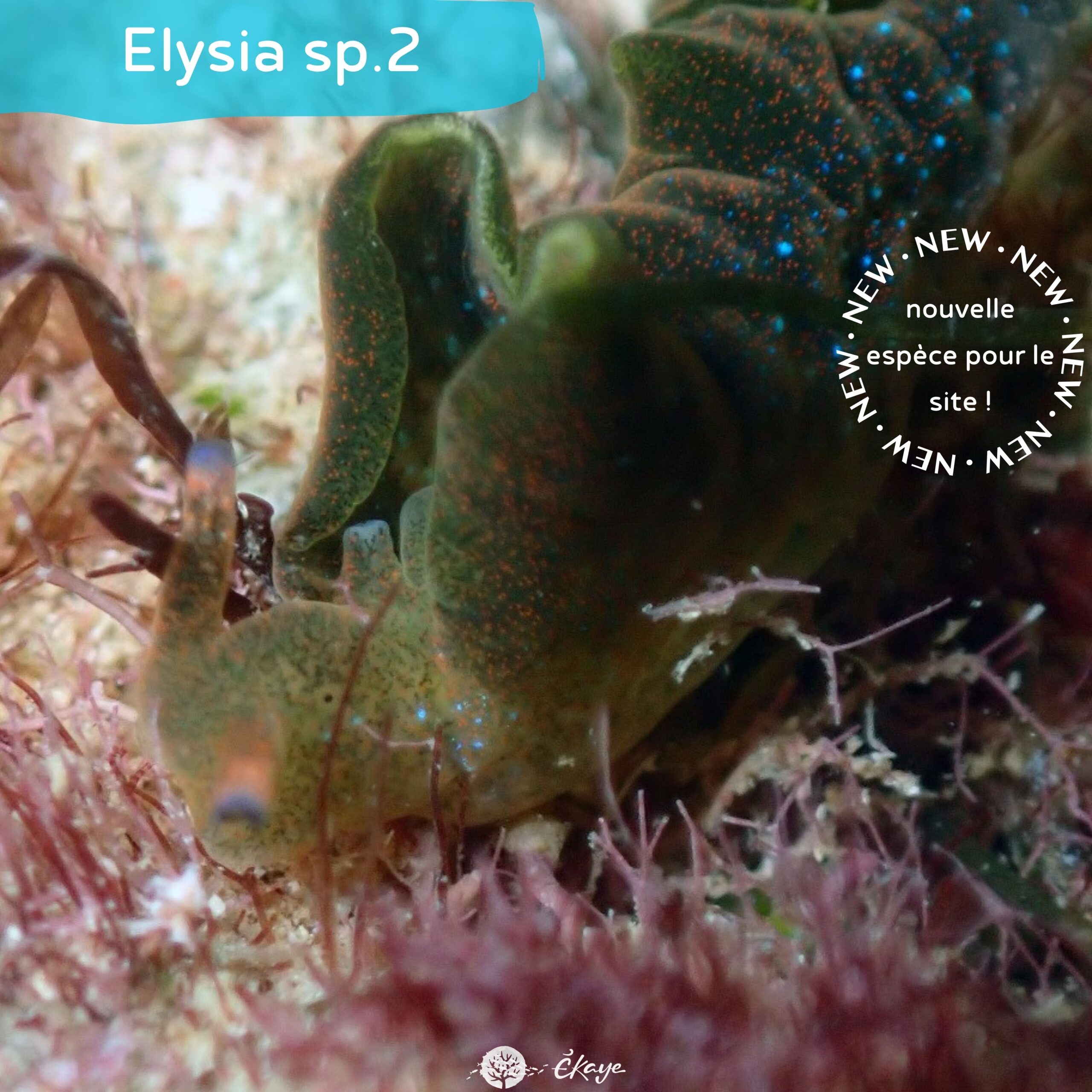Elysia sp.2