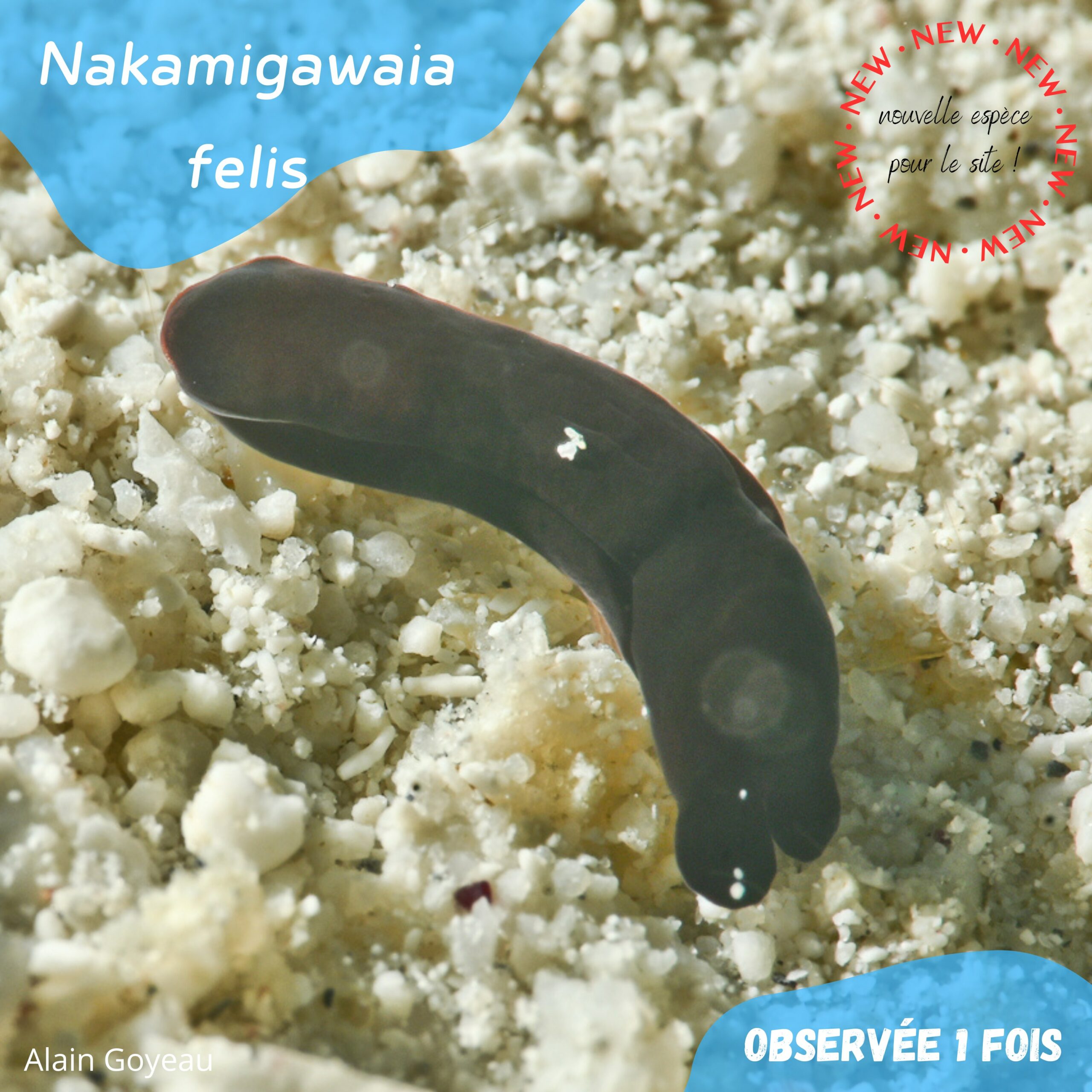 Nakamigawaia felis