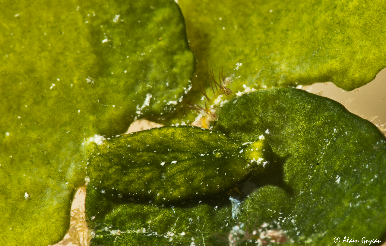 Bosellia mimetica