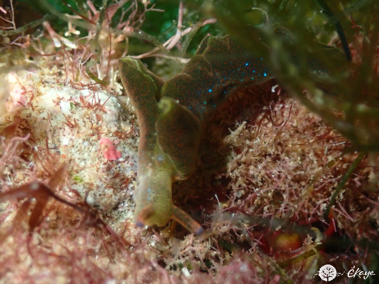 Elysia sp.2