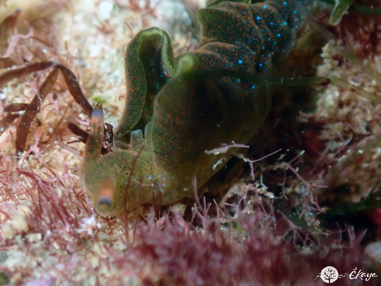 Elysia sp.1