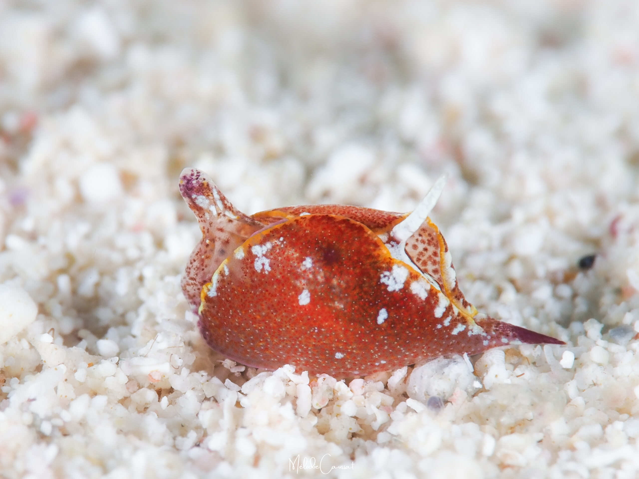 Gastropteron chacmol 