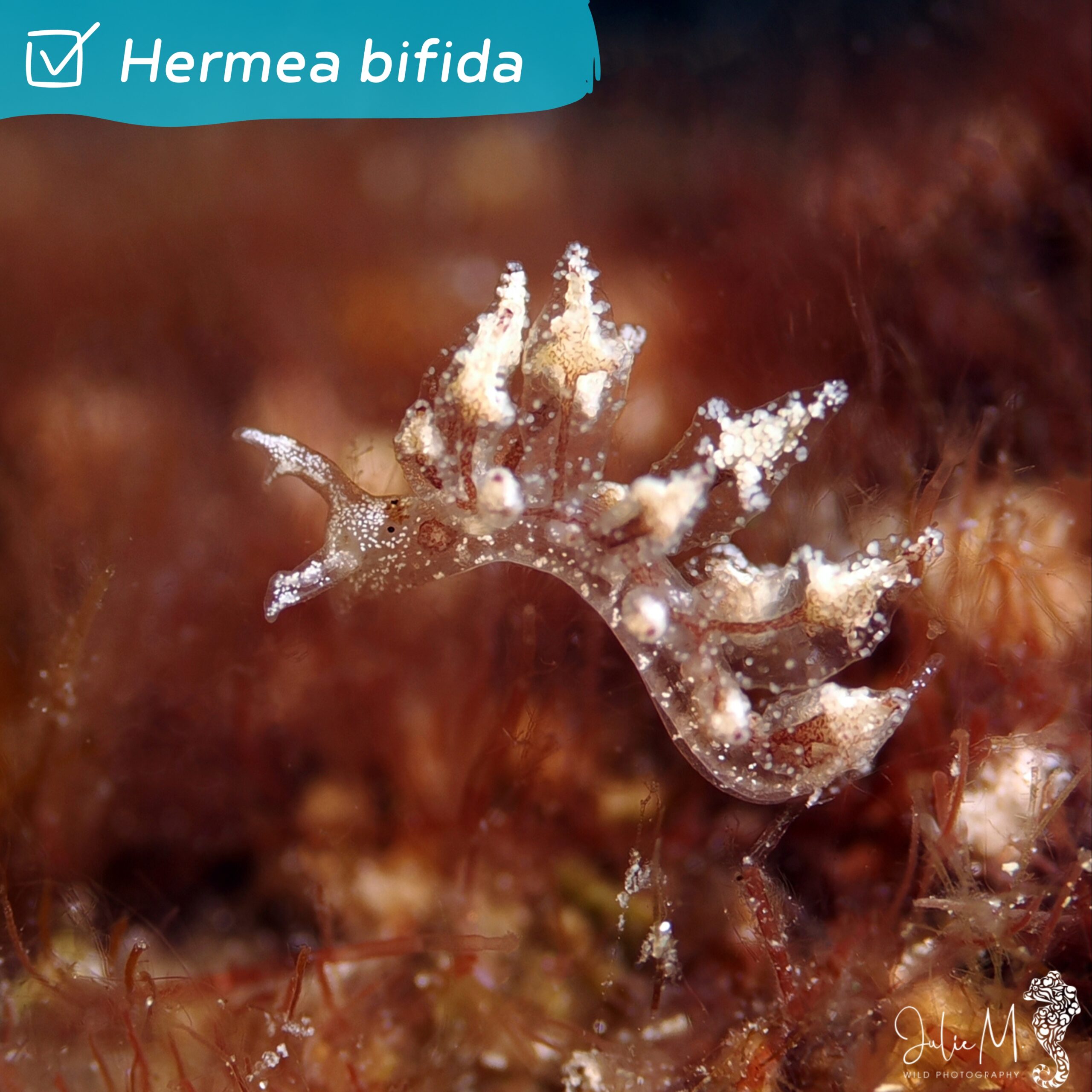 Hermea bifida