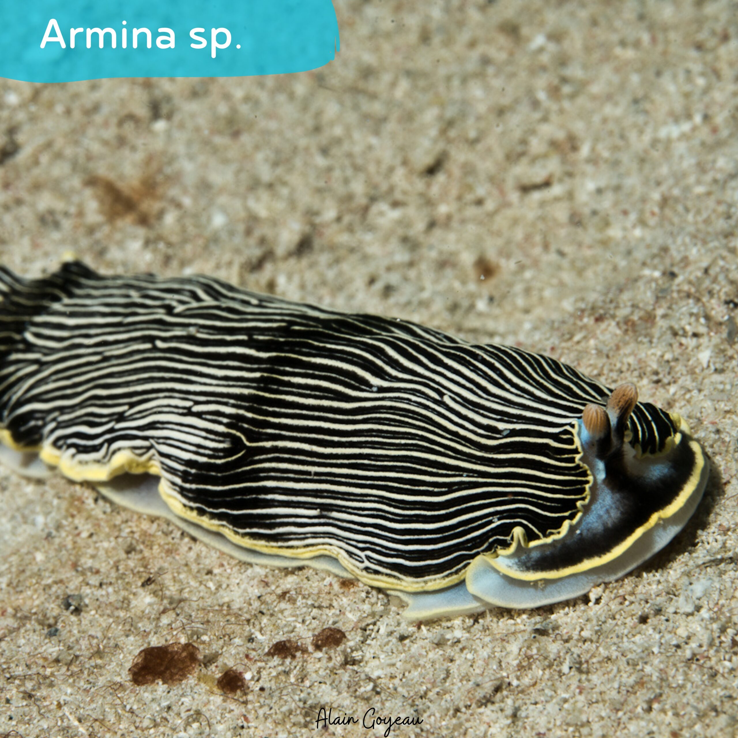 Armina sp.