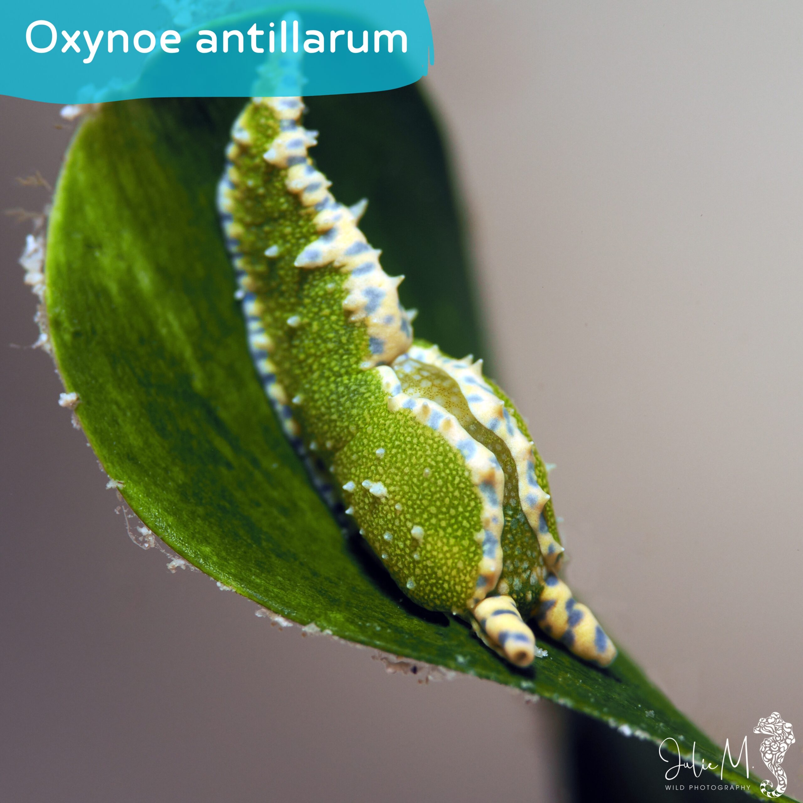 Oxynoe antillarum