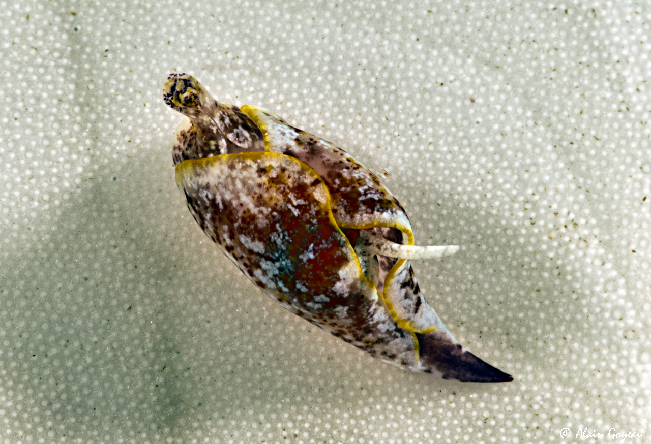Gastropteron chacmol 