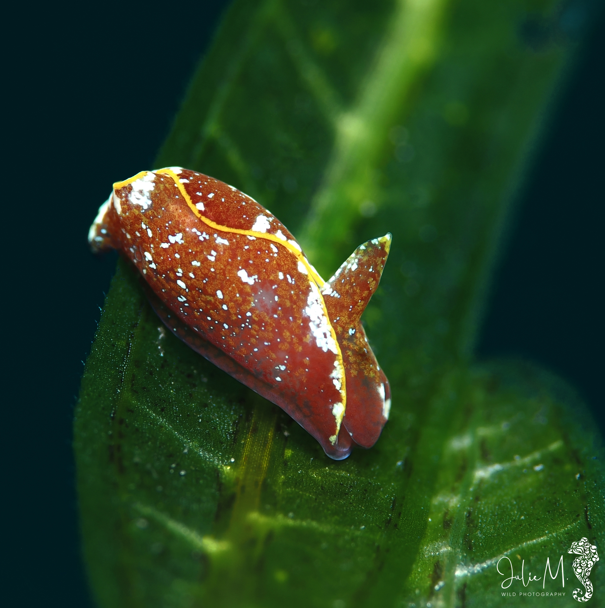 Gastropteron chacmol 