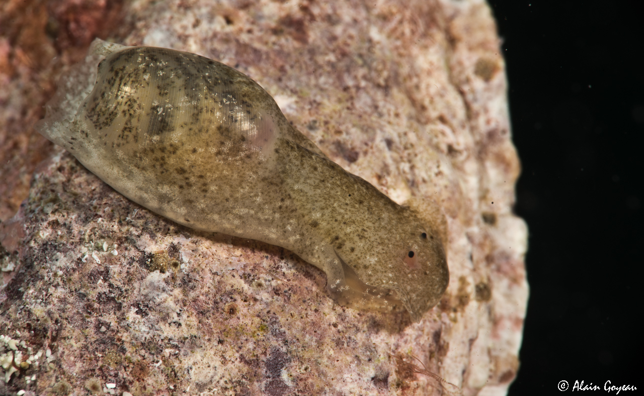 H.-elegans-DSC_1351