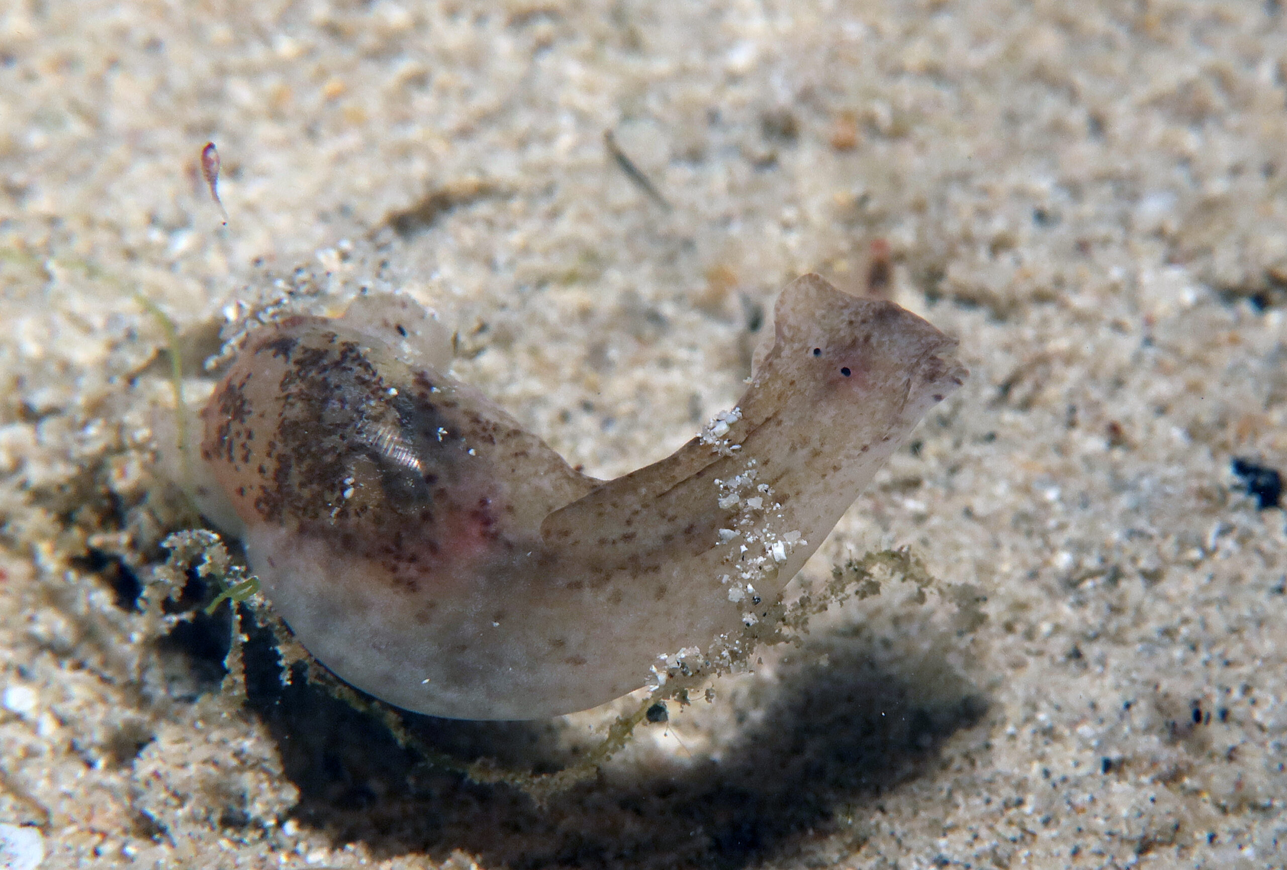 Haminoea cf. succinea 