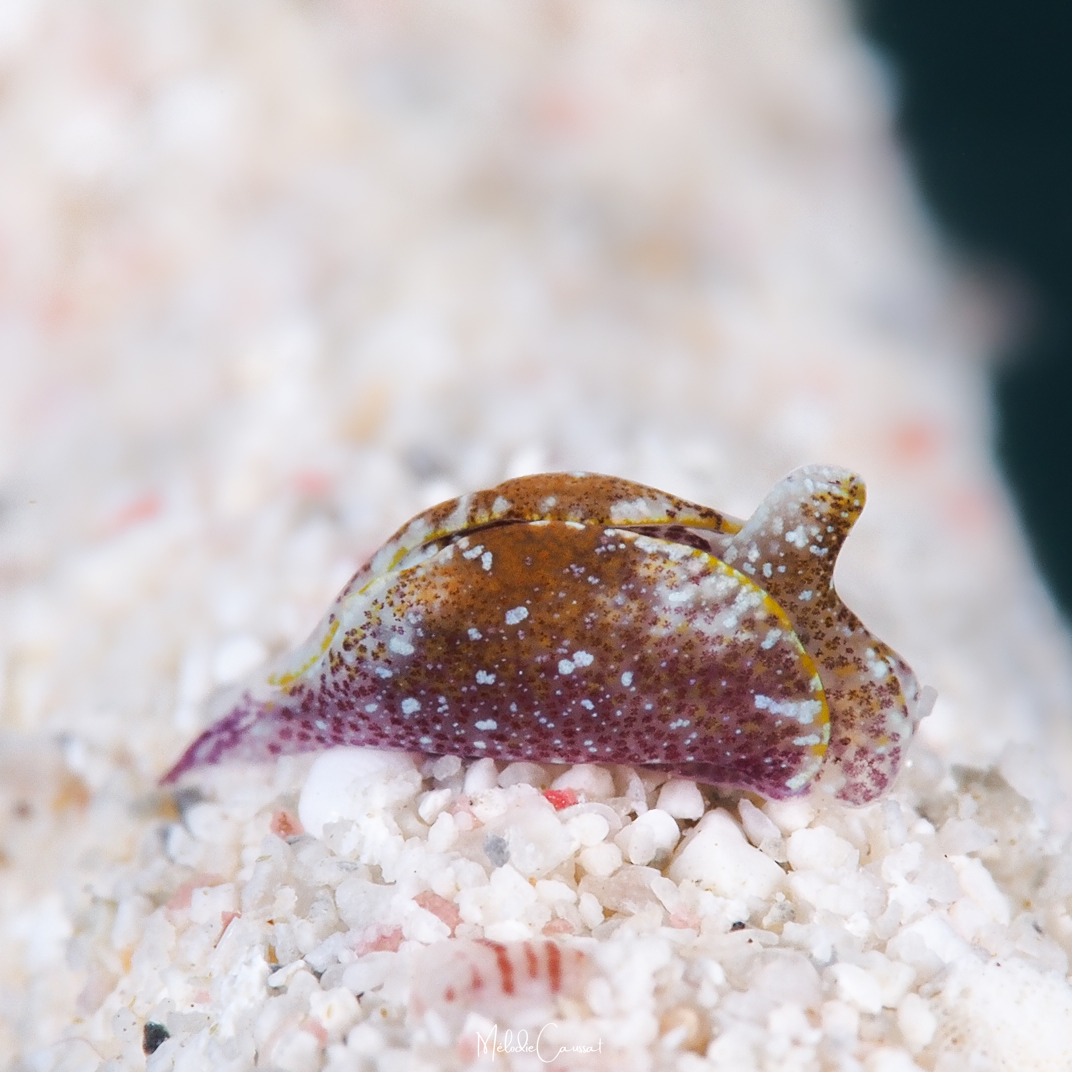 Gastropteron chacmol 