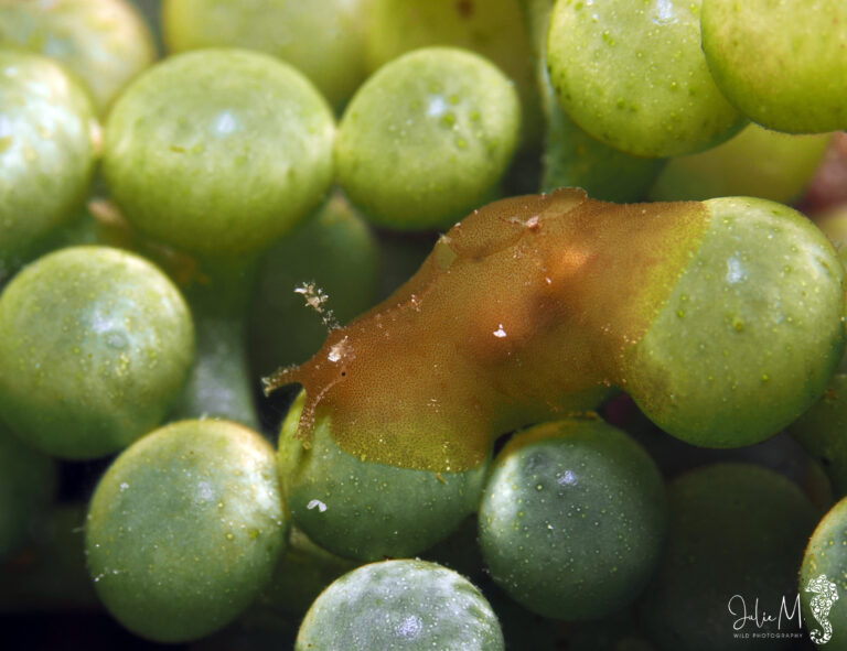 Petalifera sp.