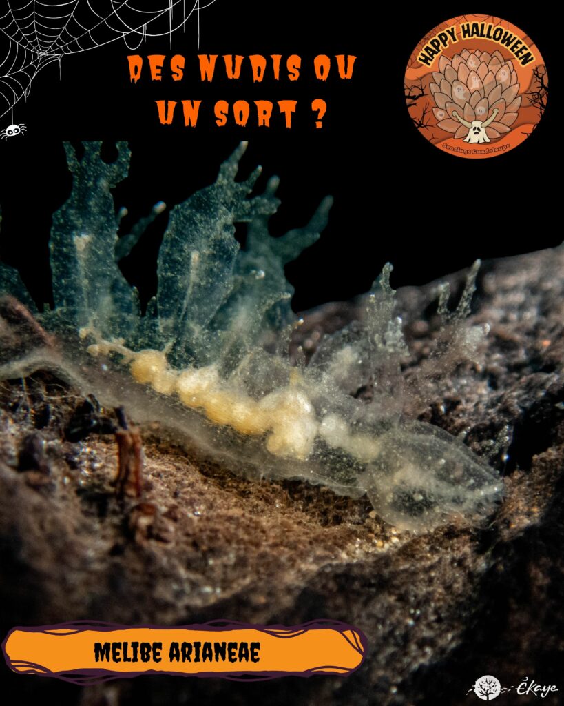 Melibe arianae thibaud rossard