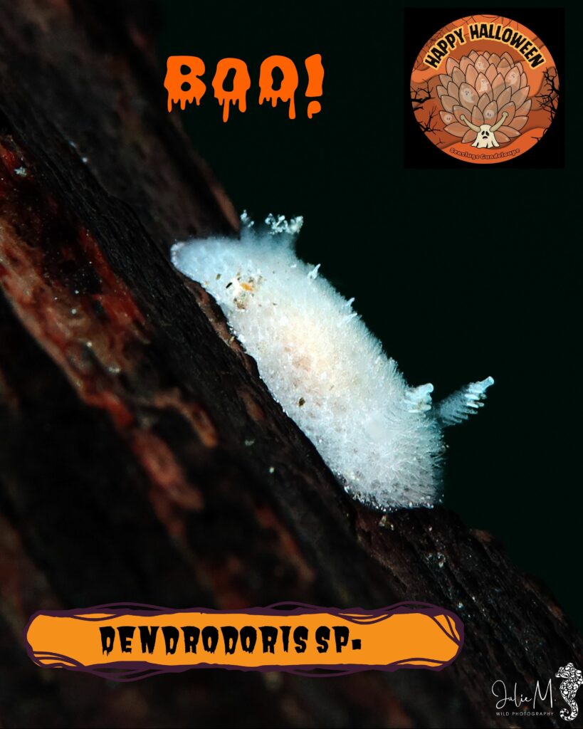 Dendrodoris sp. Julie Mellinger