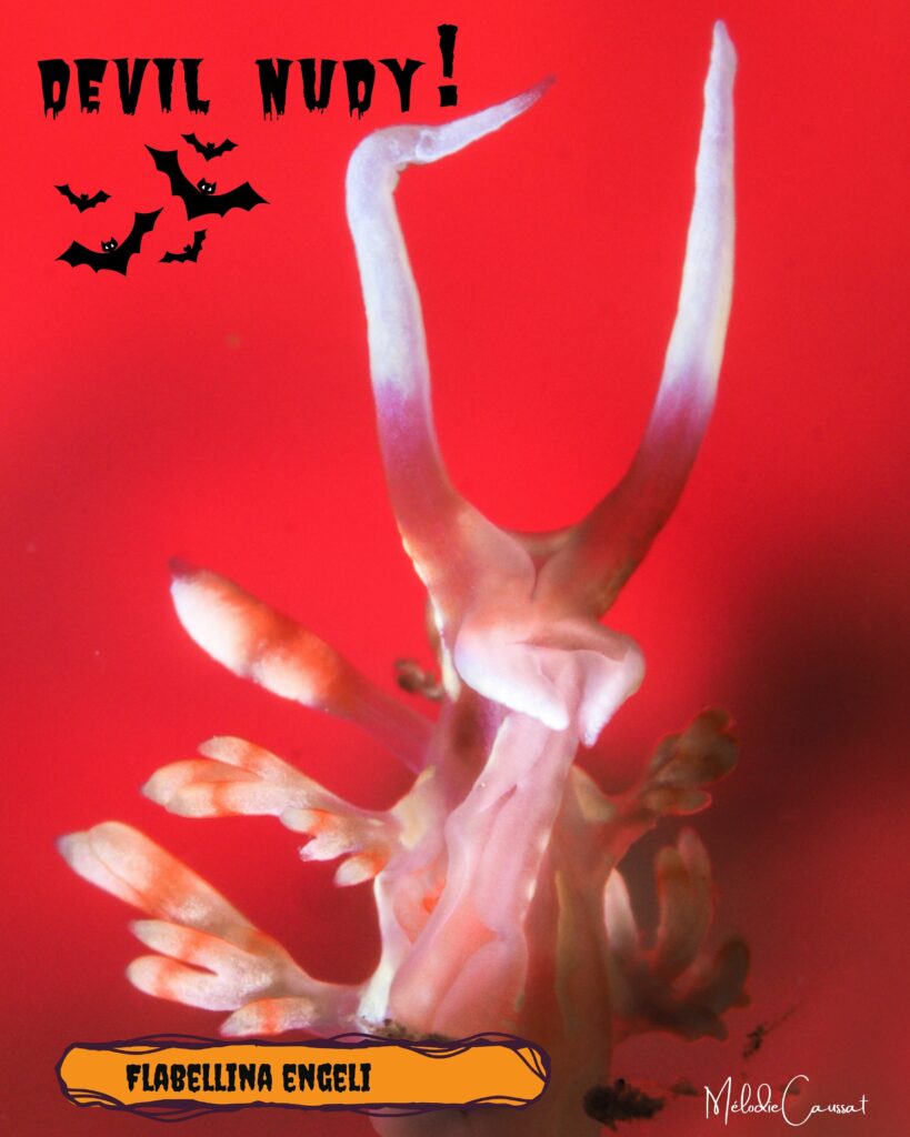 Flabellina engeli Mélodie Caussat