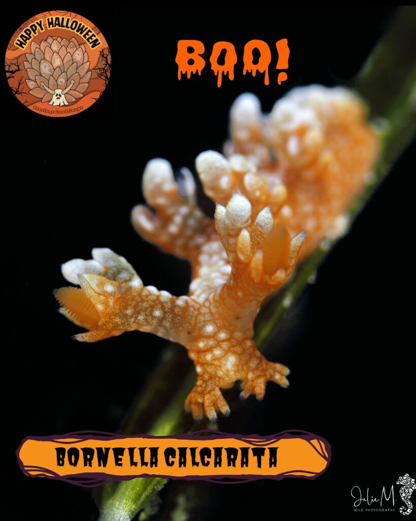 Bornella calcarata Julie Mellinger
