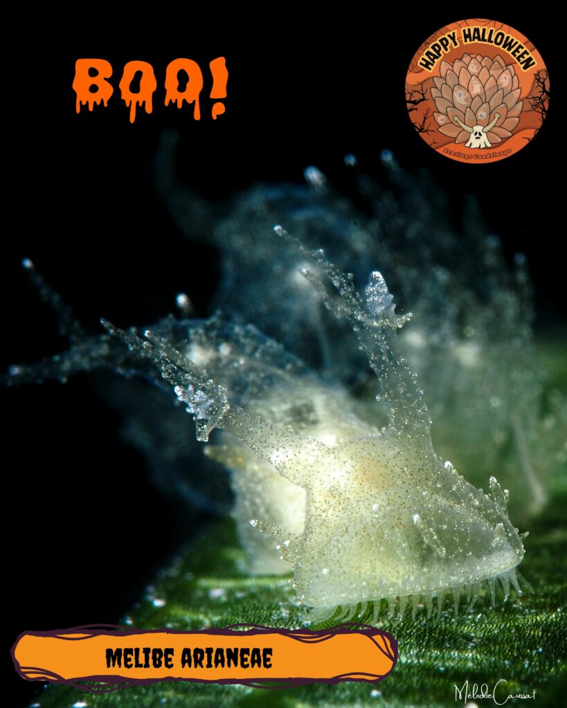 Melibe arianae Mélodie Caussat