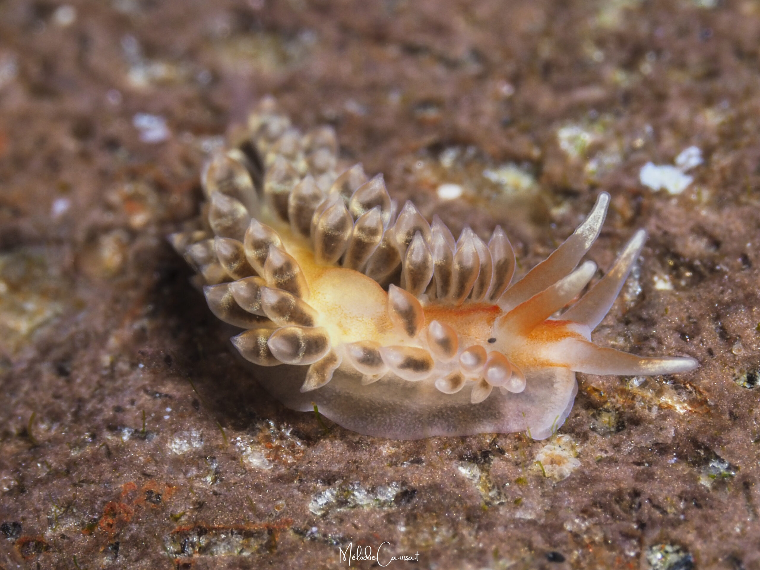 Anteaeolidiella lurana