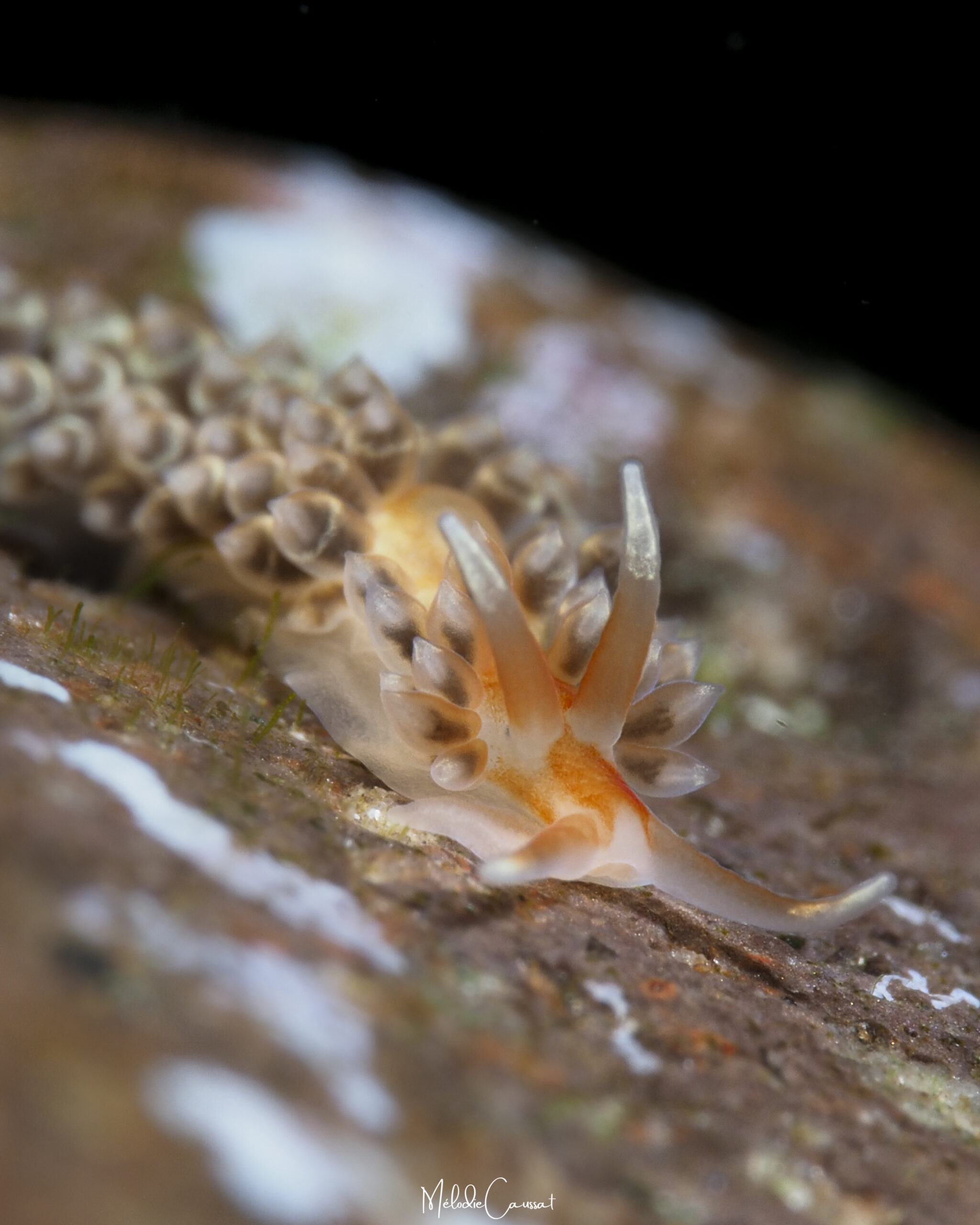 Anteaeolidiella lurana