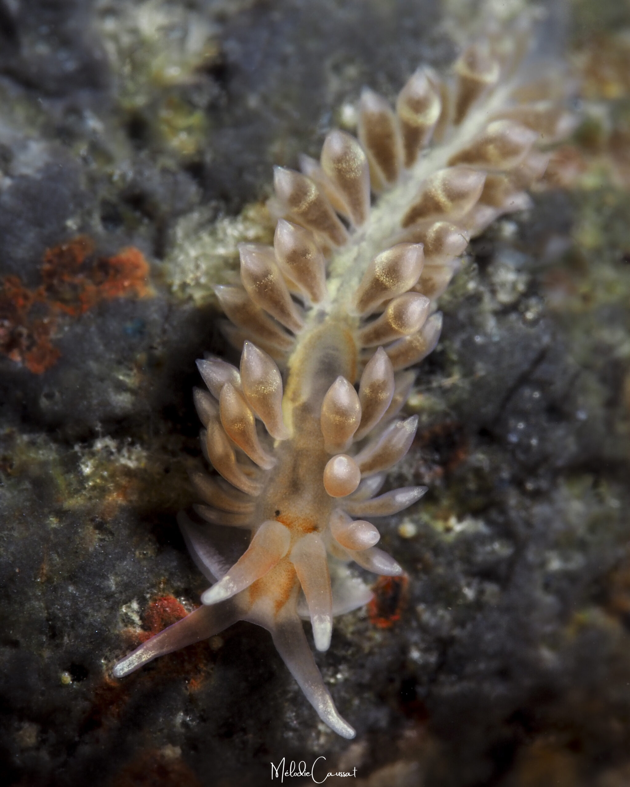Anteaeolidiella lurana