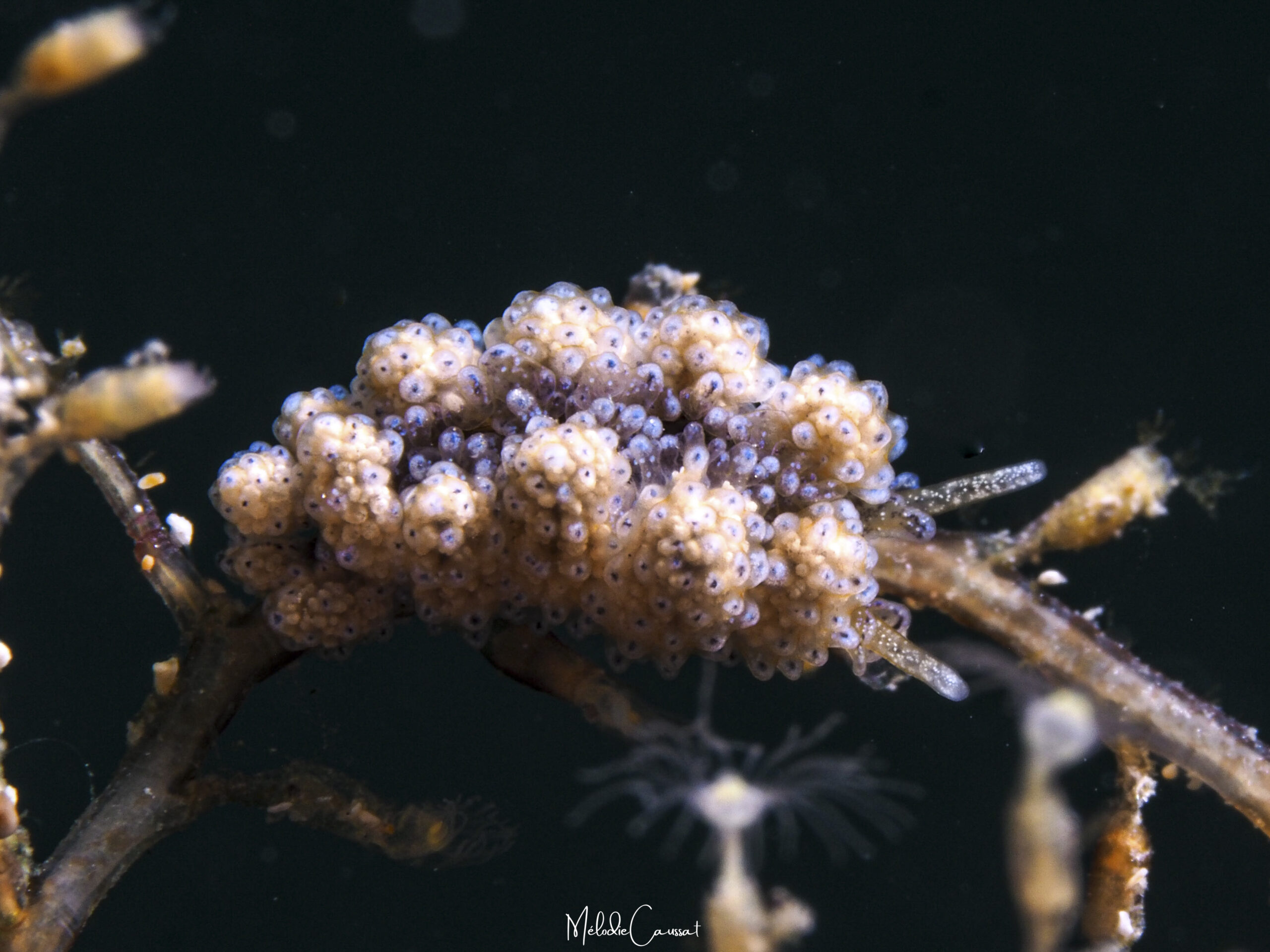 Doto cf. varaderoensis