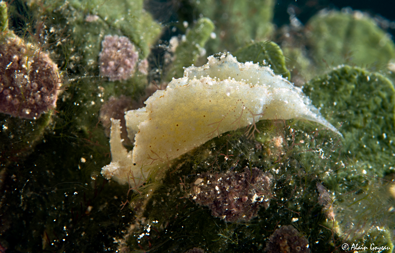Elysia sp 3 
