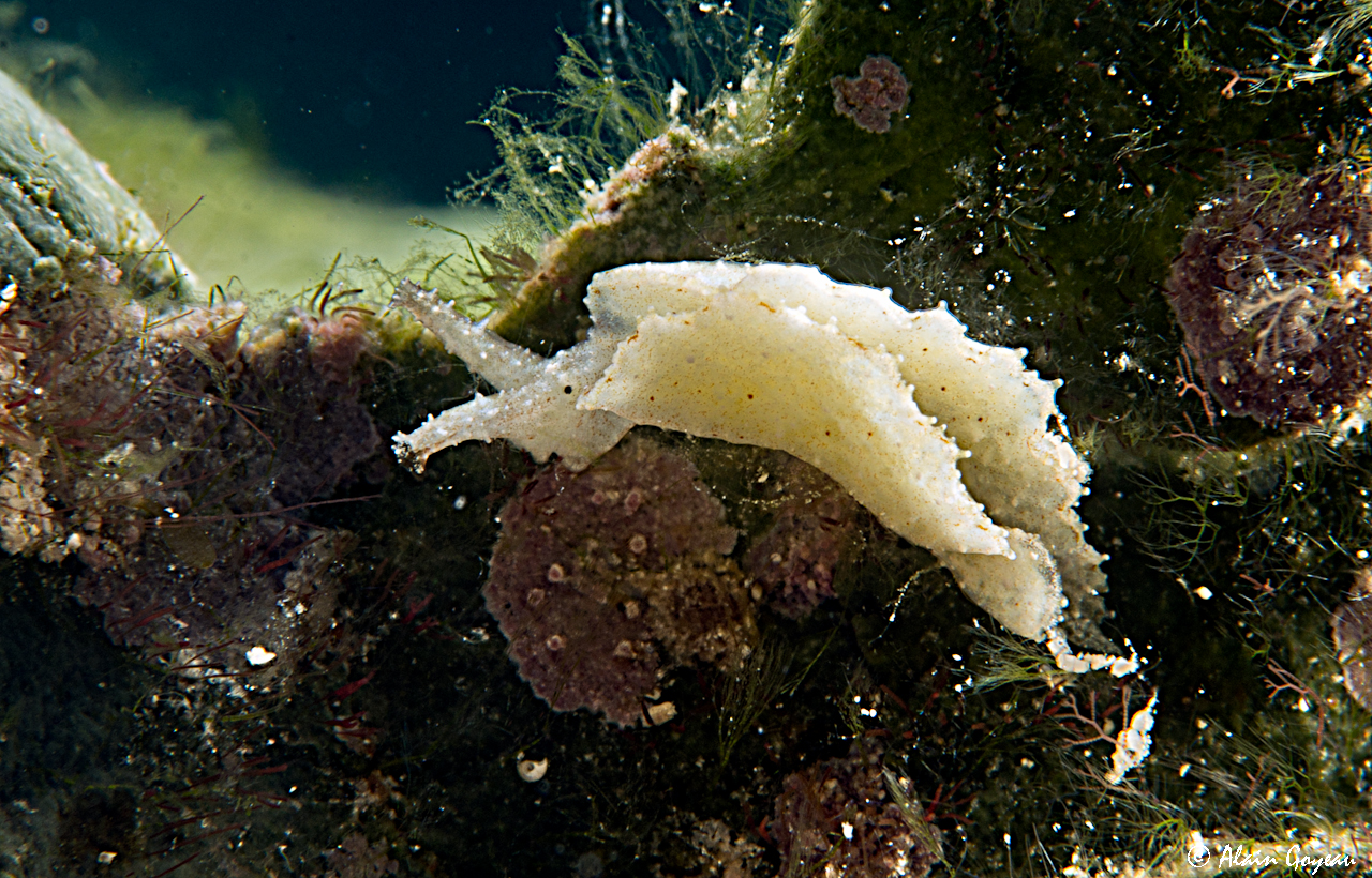 Elysia sp 3 