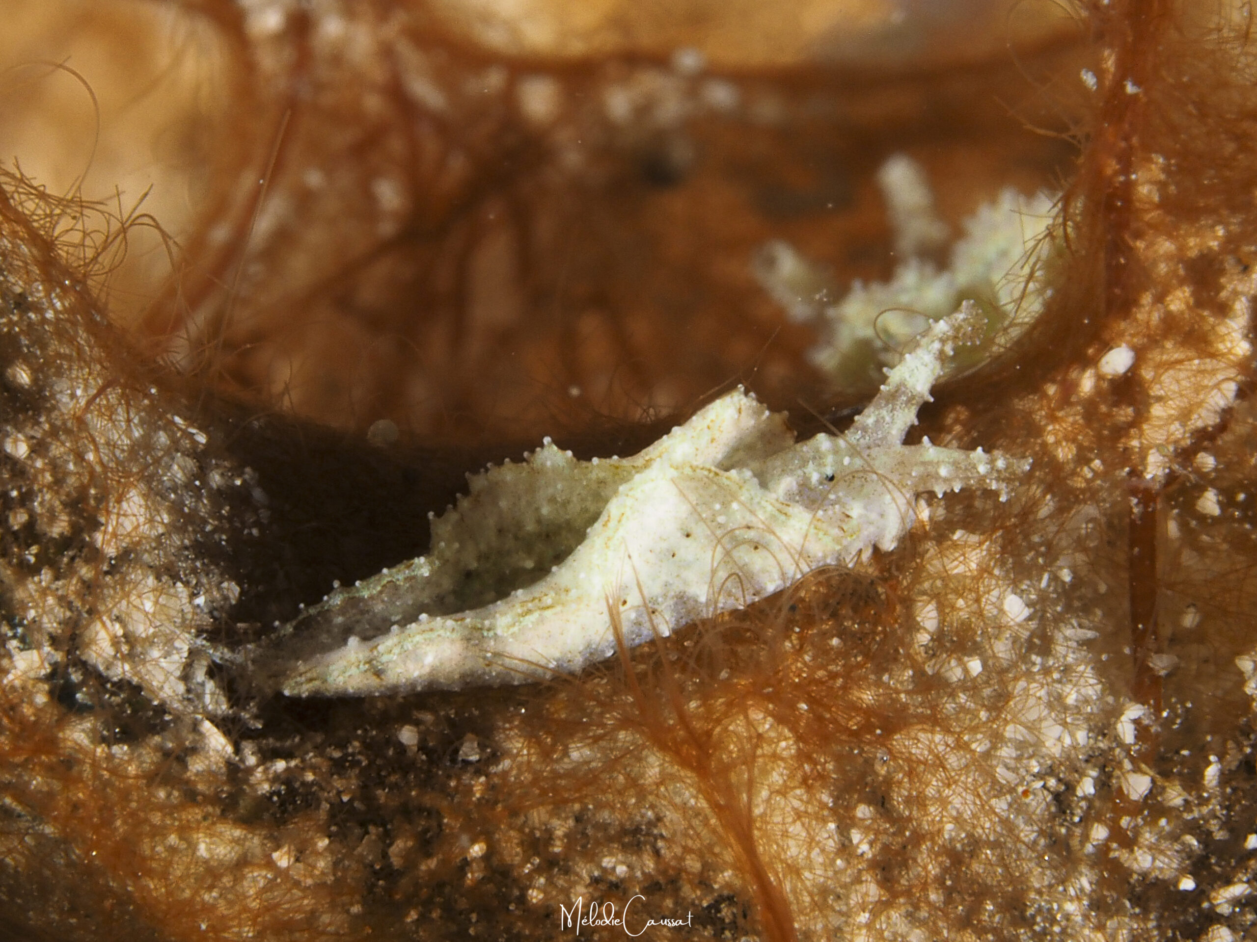Elysia sp 3 