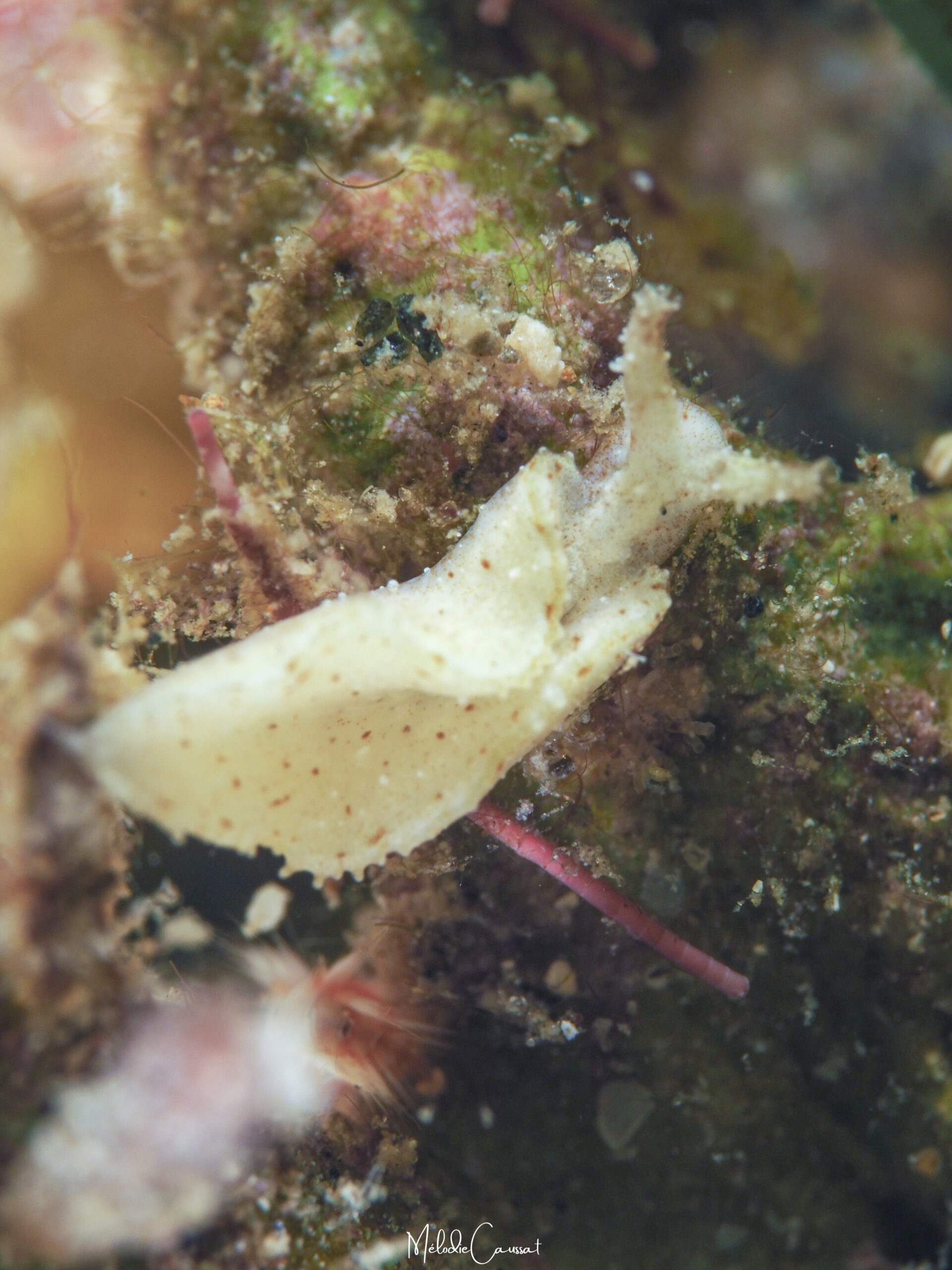 Elysia sp 3 