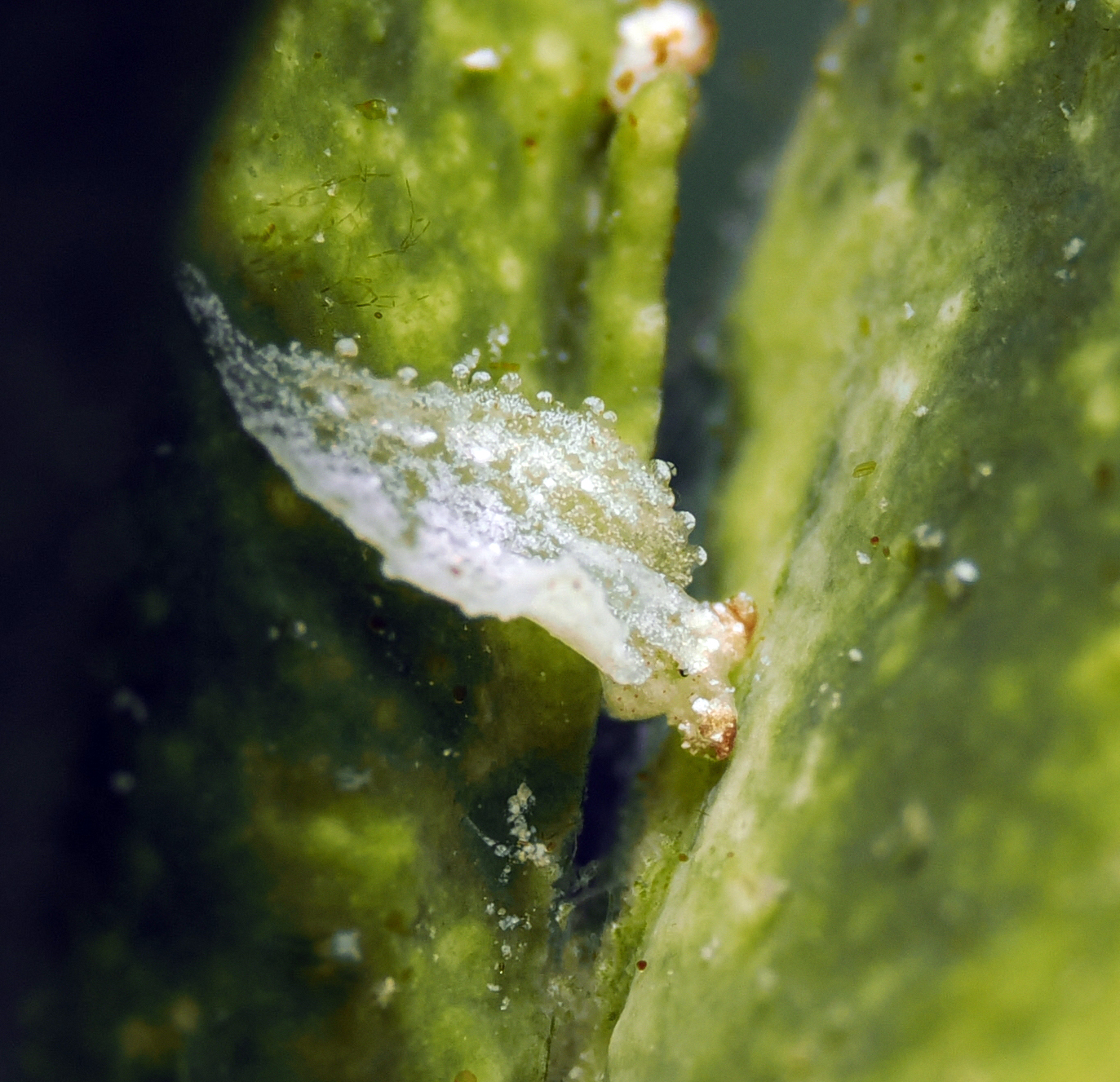 Elysia sp.4