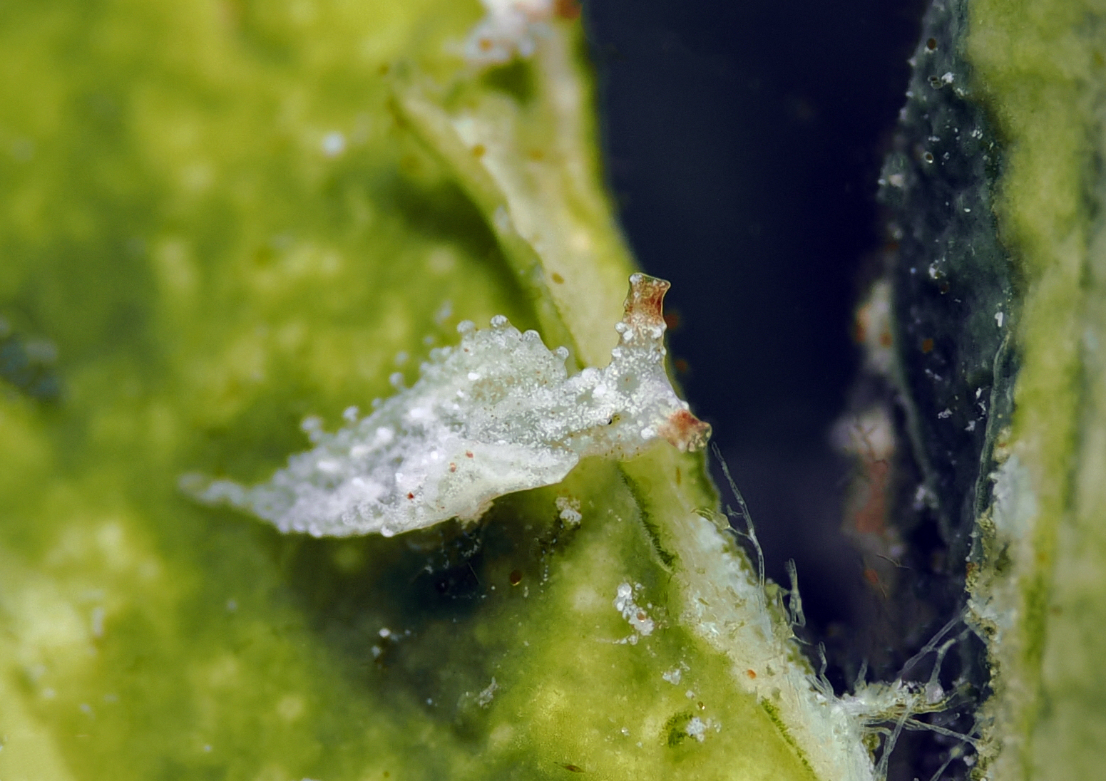 Elysia sp.4