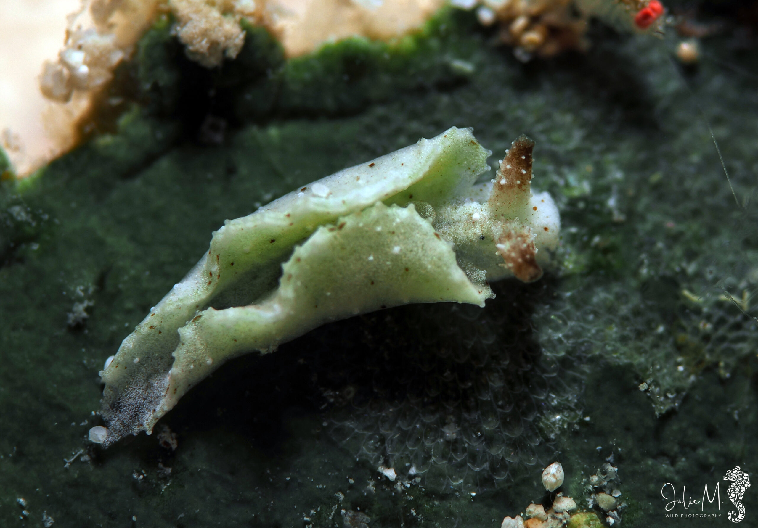 Elysia sp.4
